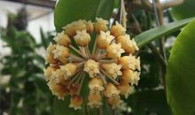 生肖鼠2021年3月份运气