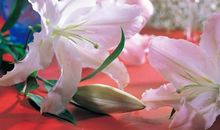 从6月份开始，触底反弹，直上云霄，乘风破浪的三大星座