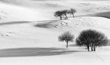 1974年子时出生的生肖属虎人命好吗，才高八斗不输世人，劳苦之命