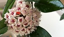 十二生肖每日运气：2020年5月31日运气算命