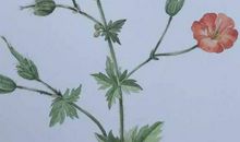 2020年金牛座的运势如何，财运怎么样