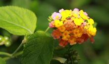 摩羯座喜欢一个人，会怎么表达自己？