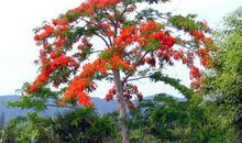 抗压能力强，压力再大也能扛得住的生肖男