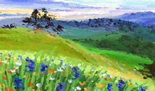 虎皮兰镇宅吗 虎皮兰的摆放有什么讲究