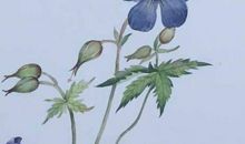 2020年2月金牛座运势好不好，2月小建议