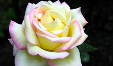 巨蟹座把你放在心里的原因有哪些？