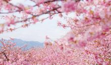 2019年除夕金牛座的运势好吗，事业运怎么样