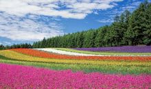 属相颜色对照表