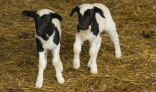 属羊的人运气旺不旺