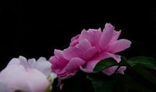 未来两个月财运非同小可，好运不断，事业顺顺利利的四属相