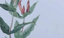 2020年2月白羊座运势好吗，整体运势怎么样