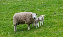 属羊今年财运如何