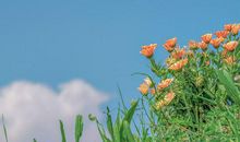 1966年的生肖何时好运(图文)