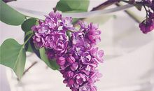 1949年的生肖何时好运(图文)