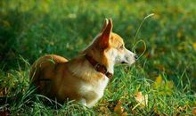 属狗酉时出生的女孩好吗？(图文)