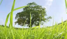 11月福禄之命，如鱼得水，春风得意的4大生肖