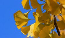 未来半年财从天降，横财爆发，金钱每日飘飞，家门喜气多的四属相