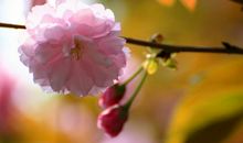 未来三个月能够财源广进，但一定要小心理财，不能大意的属相