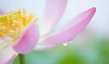 未来3个月，财运飙升，一飞冲天，功成名就的四个生肖