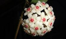 属猪人2021年4月份运势