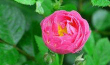 15天内钞票滚滚入荷包，横财桃花八方来的生肖，生活人人羡慕