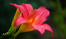 11月吉星眷顾，赚取更多的金钱，运势一旺再旺的四属相