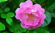 霉运到头，好运连连的生肖，11月起横财接连不断，赚得大笔金钱