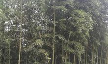 是为了保风水还是价格不满意？3.5块钱一斤不卖，时代不同