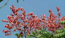 未来三个月正财运势不断提高，收入持续增长，四属相存款越来越多