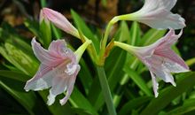 2020年运势高涨，好运不断，把握机会，就可能大赚一笔的四属相