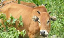 2021年属牛人本命年要带什么好运气,牛年本命年带什么转运