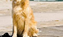 大吉大利的三大生肖，这三大生肖猪年好运不断