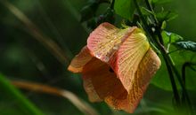 下月开始运势高涨，好运爆棚，财运茂盛，收入颇丰的四属相