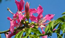 未来半年事业会有良好的进展，迎来财运贵人，四属相横财不断增涨