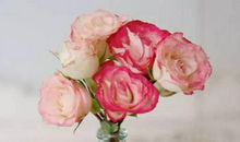 2020年农历十一月和十二月生肖属龙和生肖属龙最佳订婚黄道吉日