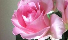 恭喜四生肖能够大赚特赚，11月6号开始收获满满的钱财，被好运包围!