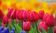 恭喜四生肖赚钱得心应手，11月6号开始苦尽甘来，越到年关越有钱！