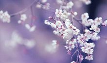 属猪的人2020年5月运势怎么样