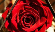 不挑剔，明年有机会结婚的生肖人