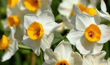 3月下旬财运如滔滔江水进入家门，天天有喜事各路财神来敲门的生肖