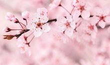 属鸡的人2020年5月生肖运势