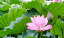 从2月8号开始，好运不断，幸运不止，富贵永相随的星座