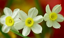 喜鹊报喜！3生肖惹不起，3月下旬横财不断，喜事缠身，好运至极