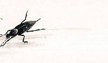 农历五月出生的女孩如何起名气质又高分