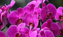 诸多好事进门，生活质量提升的生肖，未来7天成功晋级成为有钱人