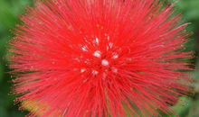 喜鹊枝头叫，金银满屋照的生肖，11月起财发不断，好运盈门