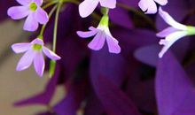 11月财气旺盛无比，连连发大财，生活越过越富的3生肖