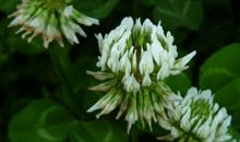 做生意发大财，事业步步高升的生肖，2019年财富暴增，要发达