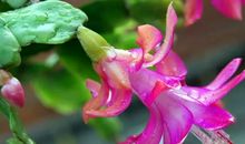 11月遇难成祥，祥云围绕，名利双收的4个生肖