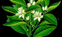 十二生肖2019年11月1日运气：生肖猴碰到朱紫，生肖鸡干事情懒懒惰散